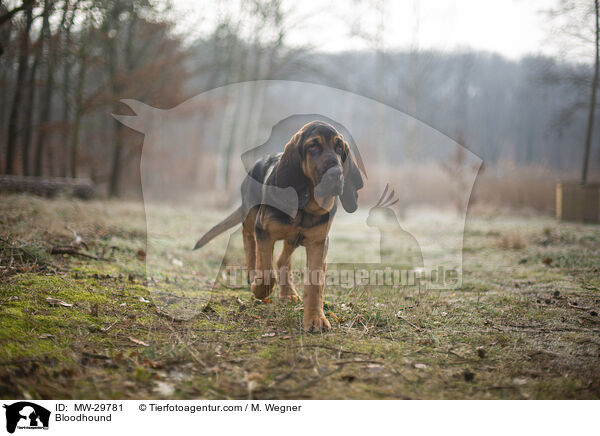 Bloodhound / MW-29781