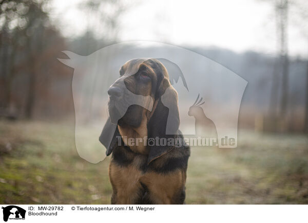 Bloodhound / MW-29782