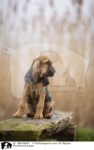 Bloodhound puppy / MW-29800