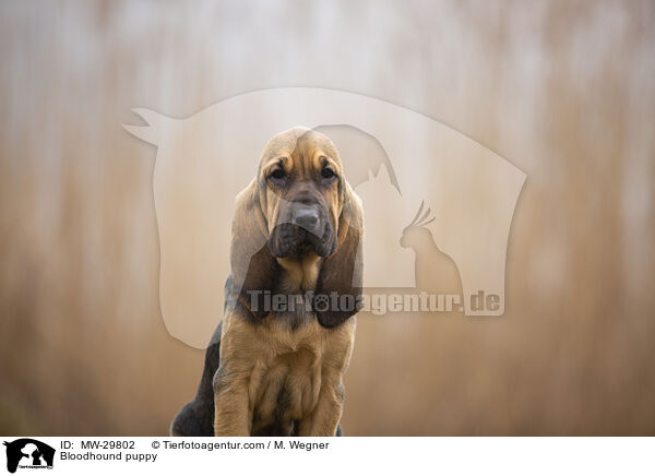Bloodhound puppy / MW-29802