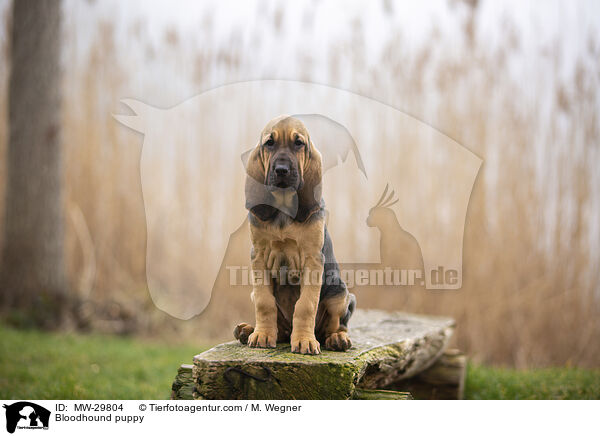 Bluthund Welpe / Bloodhound puppy / MW-29804