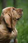 Bloodhound Puppy Portrait