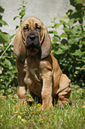 sitting Bloodhound Puppy