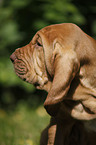 Bloodhound Puppy Portrait