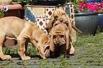 Bloodhound Puppies