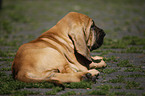 lying Bloodhound Puppy