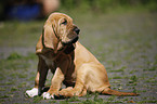 sitting Bloodhound Puppy