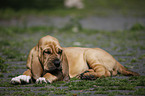 lying Bloodhound Puppy