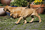 Bloodhound Puppies