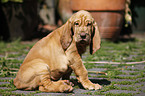 sitting Bloodhound Puppy