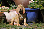 sitting Bloodhound Puppy