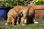 Bloodhound Puppies