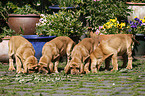 Bloodhound Puppies