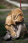 Bloodhound Puppy