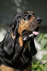 Bloodhound Portrait