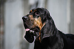 Bloodhound Portrait