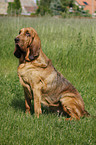 sitting Bloodhound