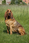 sitting Bloodhound