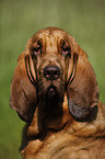 Bloodhound Portrait