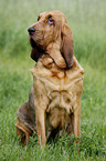 sitting Bloodhound