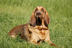 Bloodhound on meadow