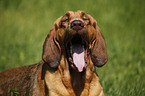 Bloodhound Portrait