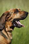 Bloodhound Portrait