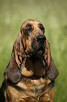 Bloodhound Portrait