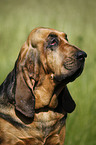 Bloodhound Portrait