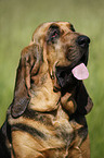 Bloodhound Portrait