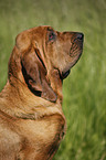 Bloodhound Portrait