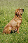 sitting Bloodhound