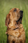 Bloodhound Portrait