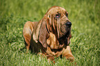 Bloodhound on meadow