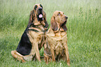 sitting Bloodhound