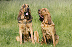 sitting Bloodhound