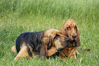 Bloodhound on meadow