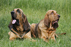 Bloodhound on meadow