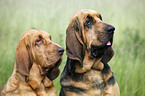 Bloodhound Portrait