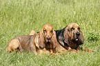 Bloodhound on meadow