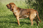 standing Bloodhound