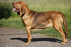 standing Bloodhound