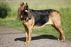 standing Bloodhound