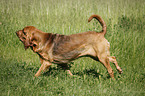 running Bloodhound