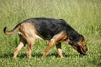 Bloodhound