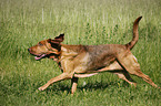 running Bloodhound