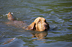 swimming Bloodhound