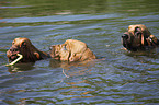 swimming Bloodhound