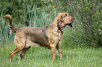 standing Bloodhound