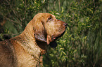 Bloodhound Portrait